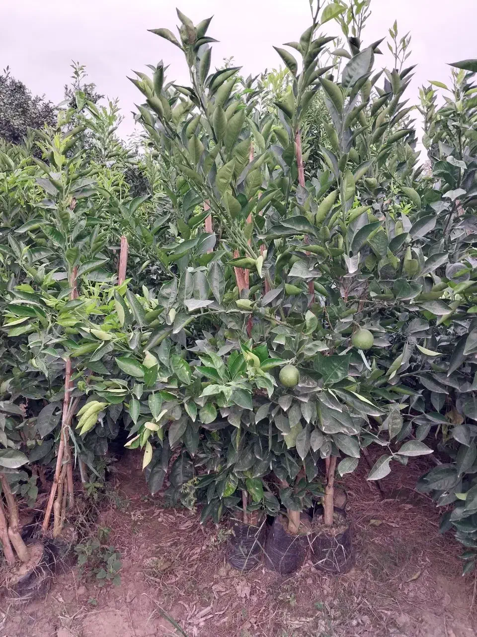 فروش یکجا نهالهای نارنج و پرتقال باردار و بدون بار|خدمات باغبانی و درختکاری|قائمشهر, |دیوار