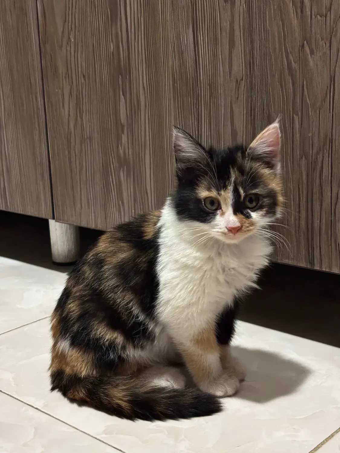 واگذاری بچه گربه|گربه|کرمانشاه, |دیوار