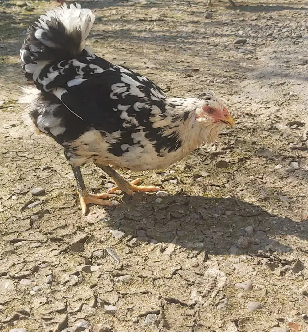 مرغ گلین|حیوانات مزرعه|رشت, پسیخان|دیوار