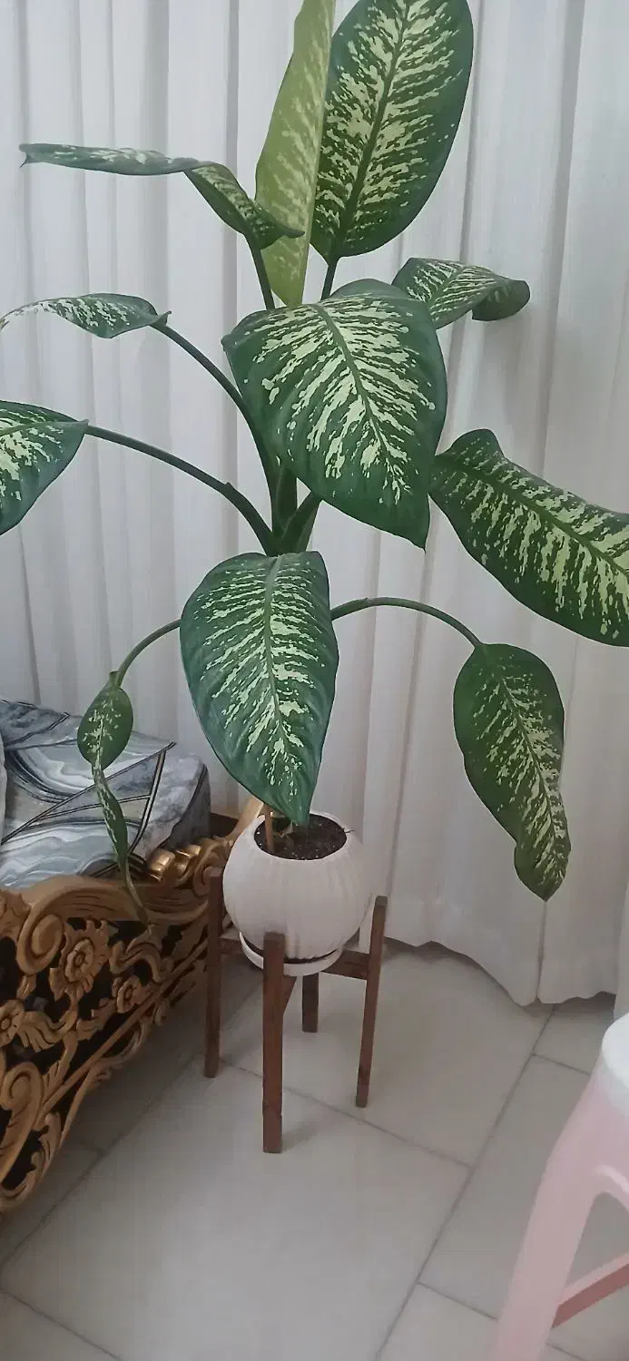 گل دیفن|گل و گیاه طبیعی|بجنورد, |دیوار