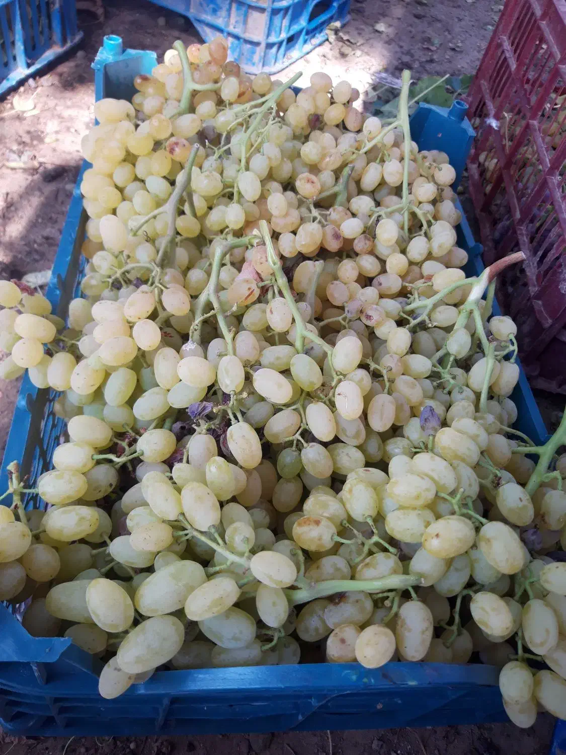 نهالستان تخصصی انگور|خدمات باغبانی و درختکاری|خرمدشت, |دیوار