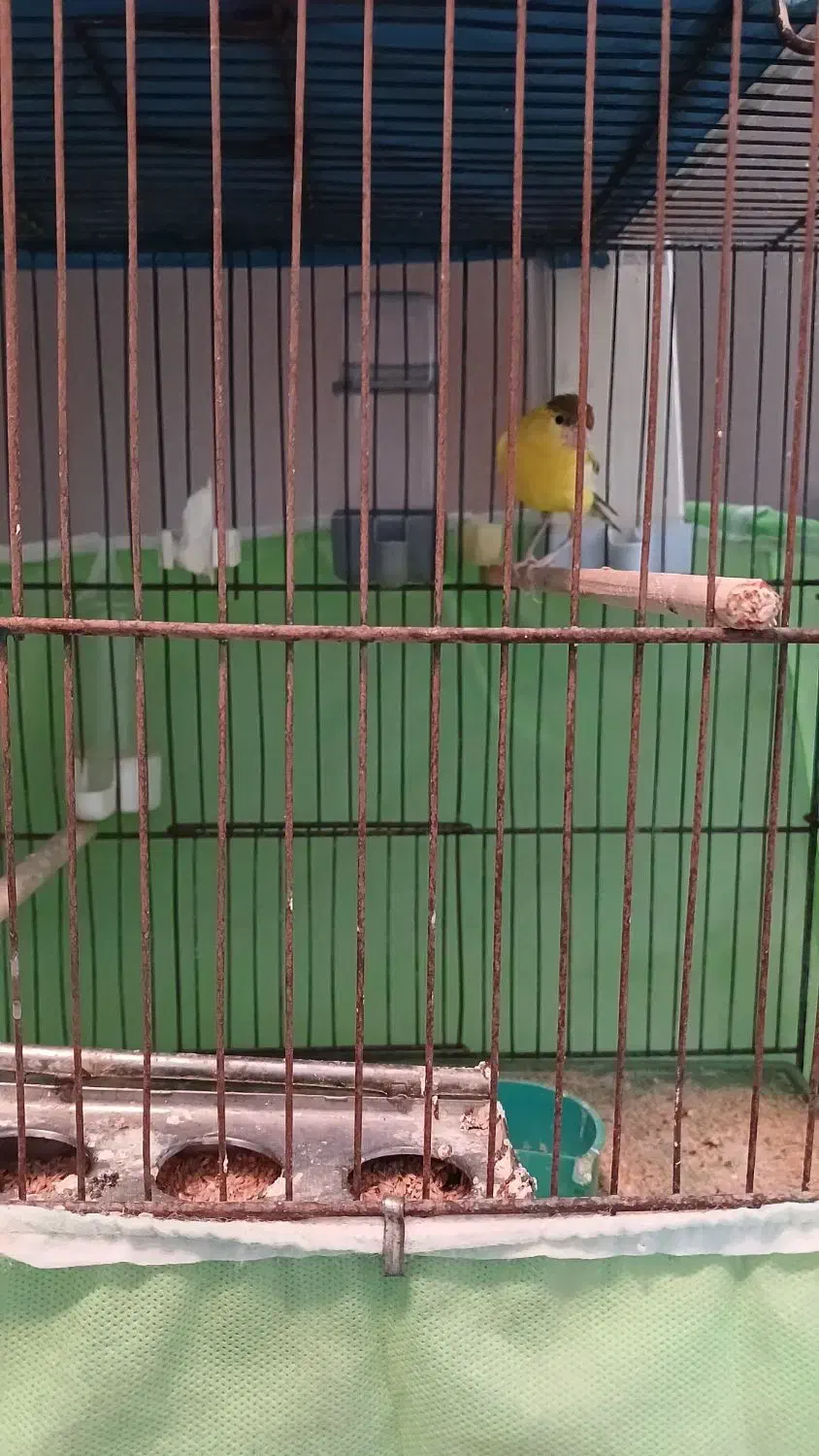 سهره و قناری نر و ماده|پرنده|ملایر, |دیوار