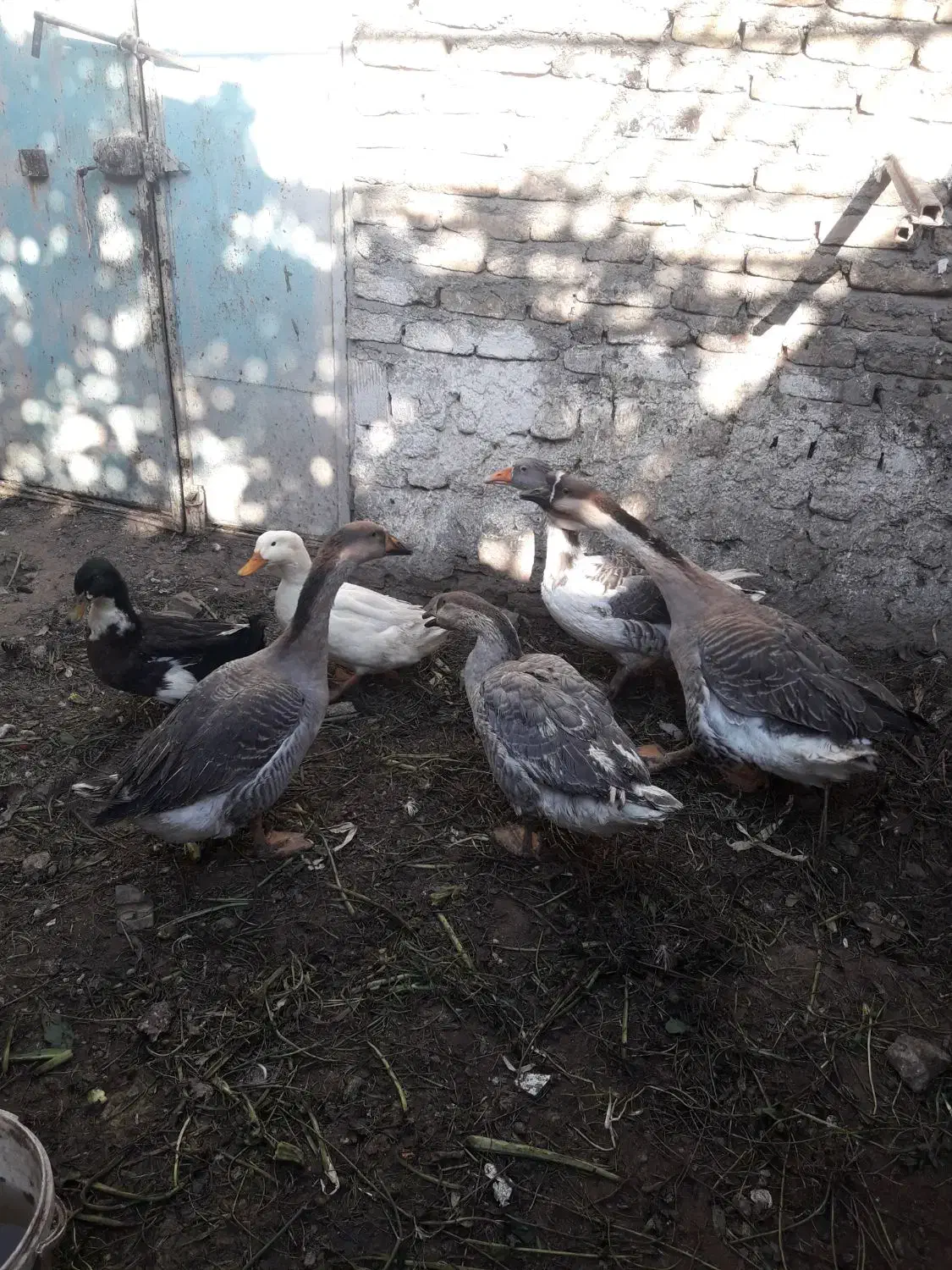 قوغاز      اردک|حیوانات مزرعه|مشهد, نیزه|دیوار