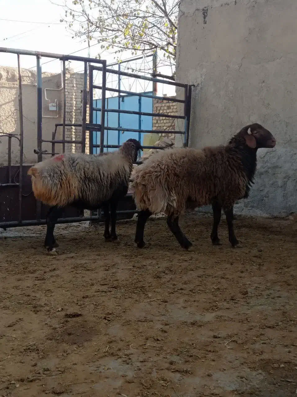 بره و میش چاق یک راس|حیوانات مزرعه|خنجین, |دیوار