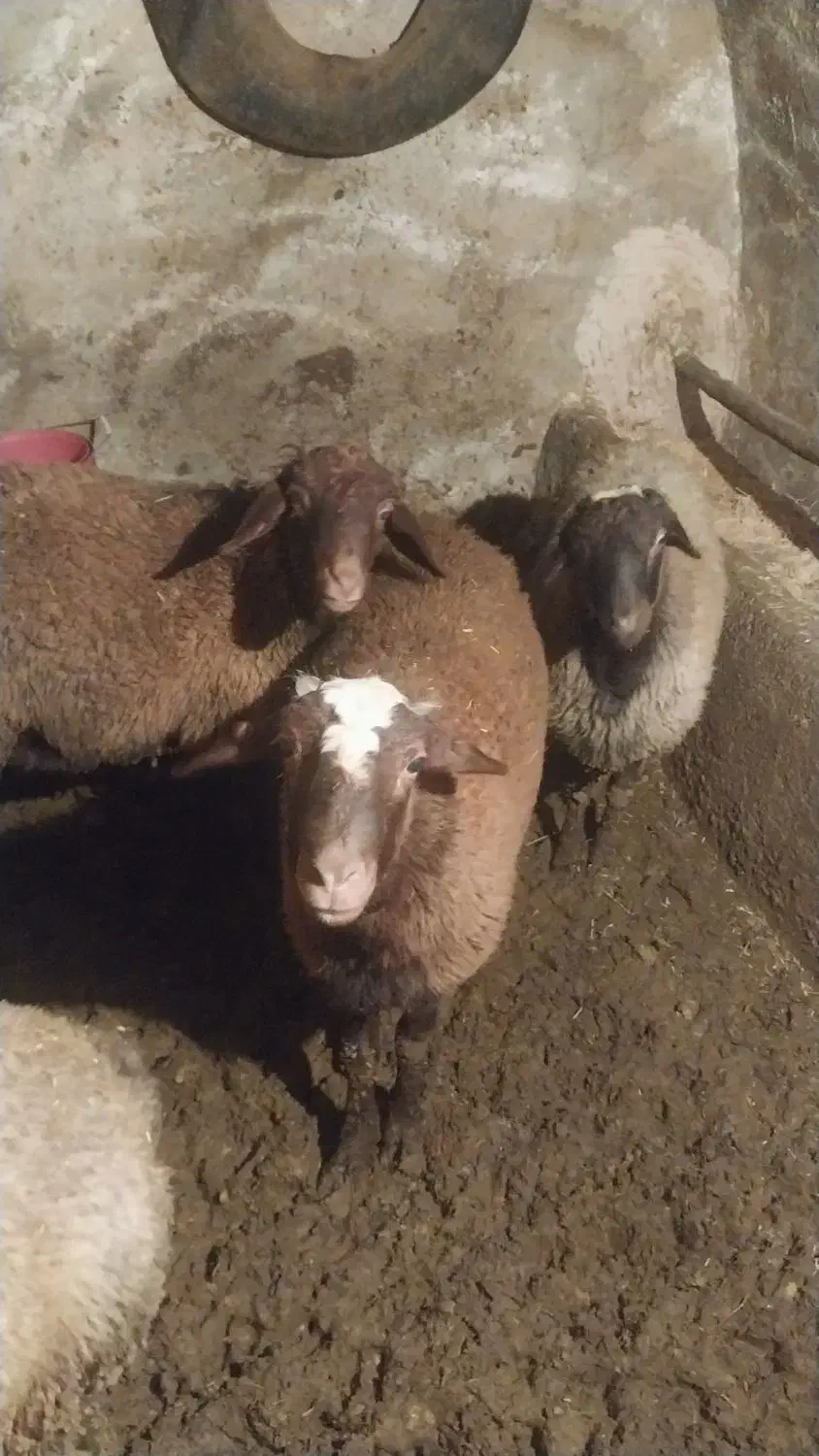 بره نر|حیوانات مزرعه|صالح آباد, |دیوار