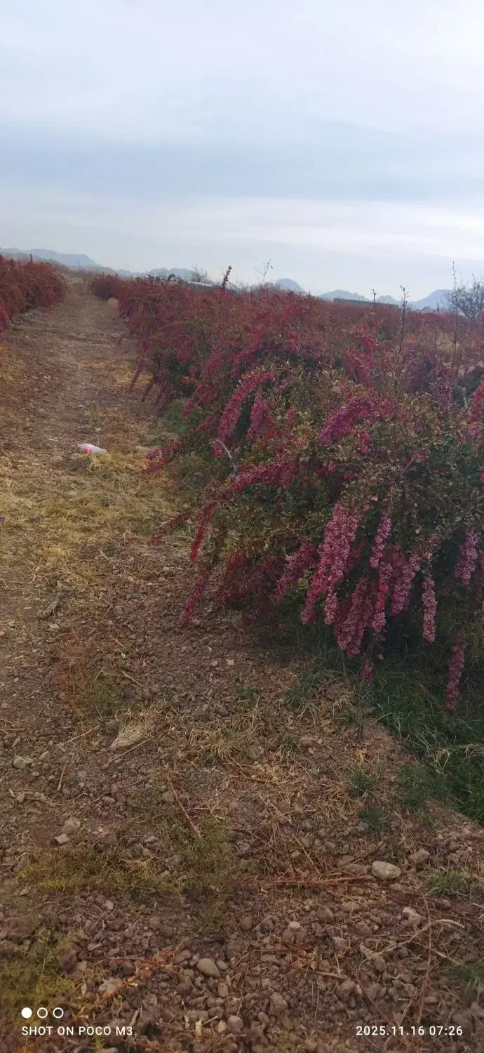 زرشک|خوردنی و آشامیدنی|قائن, |دیوار