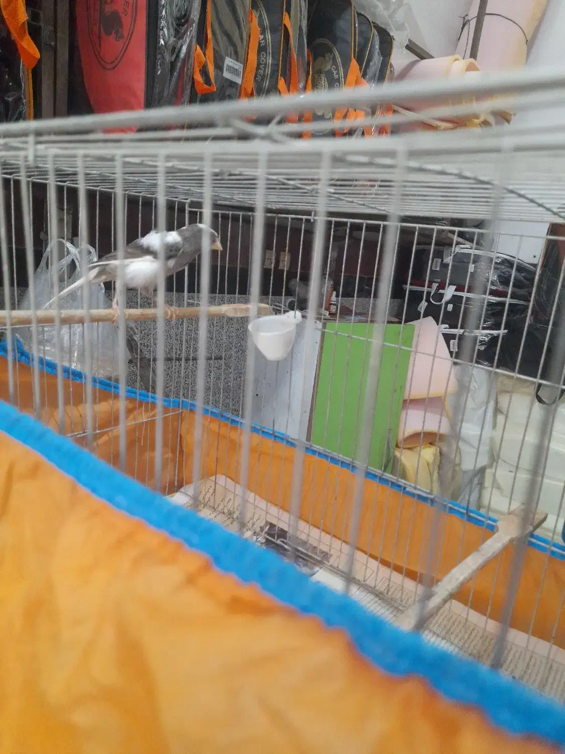 قناری مولد|پرنده|آمل, |دیوار