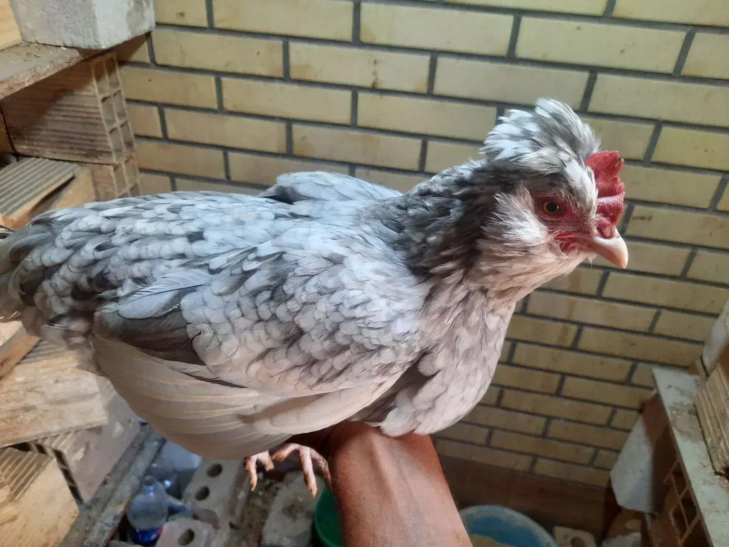 مرغ گلین طوسی اصل اصل|حیوانات مزرعه|رفسنجان, |دیوار