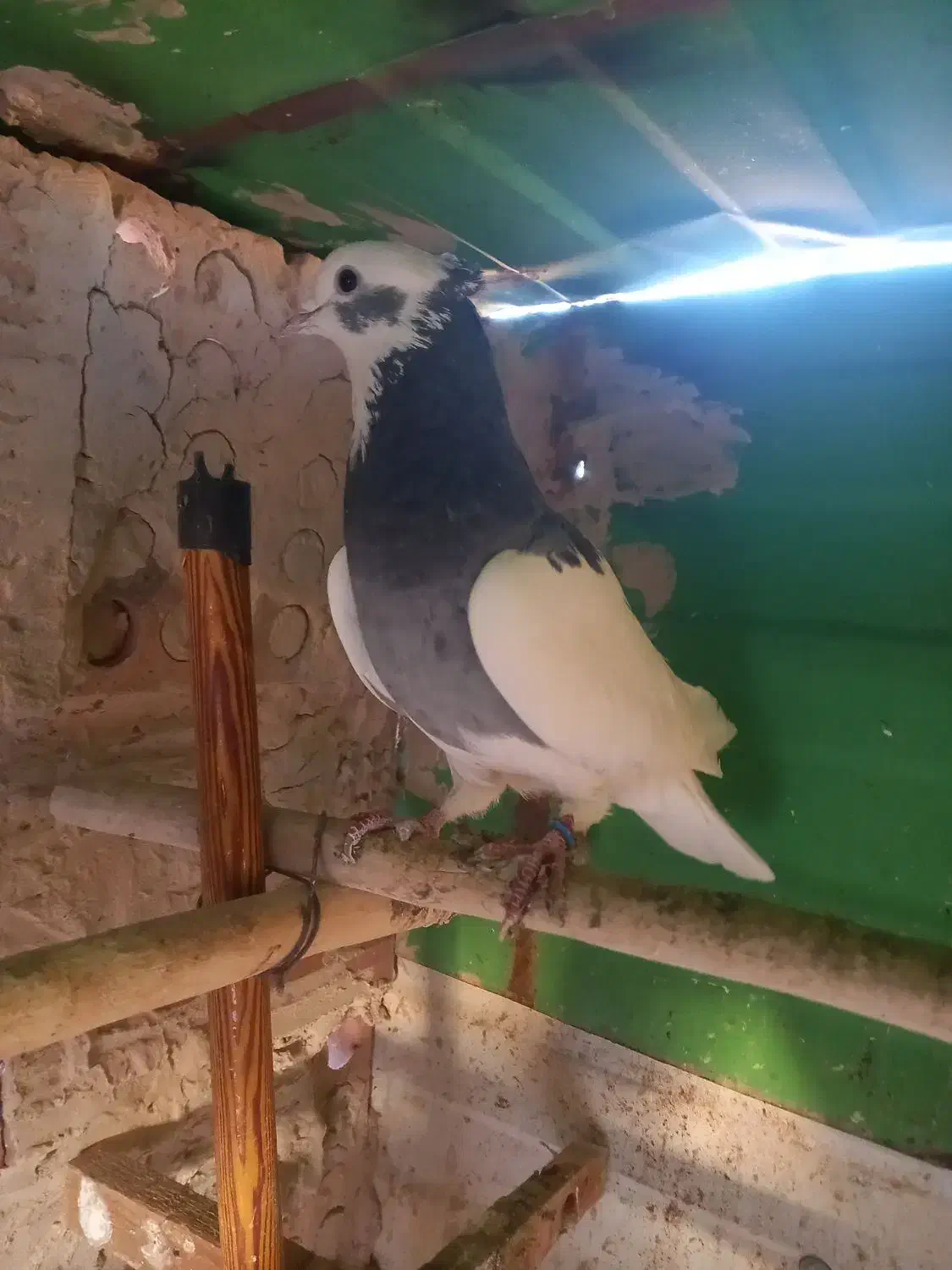 کفتر ابلغ تیکه پاره|پرنده|کهریزک, |دیوار