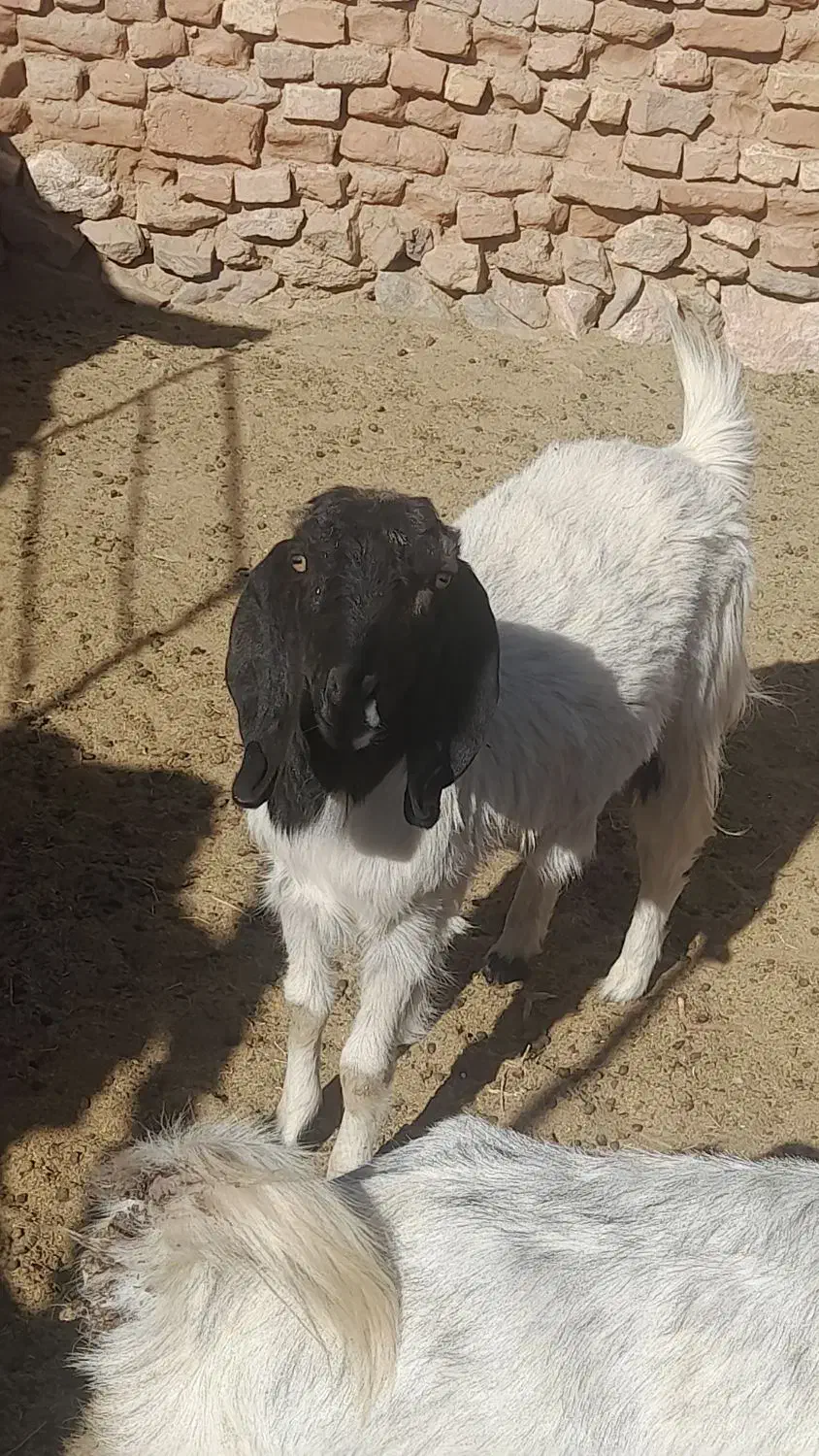 یک میش ماده|حیوانات مزرعه|خوسف, |دیوار