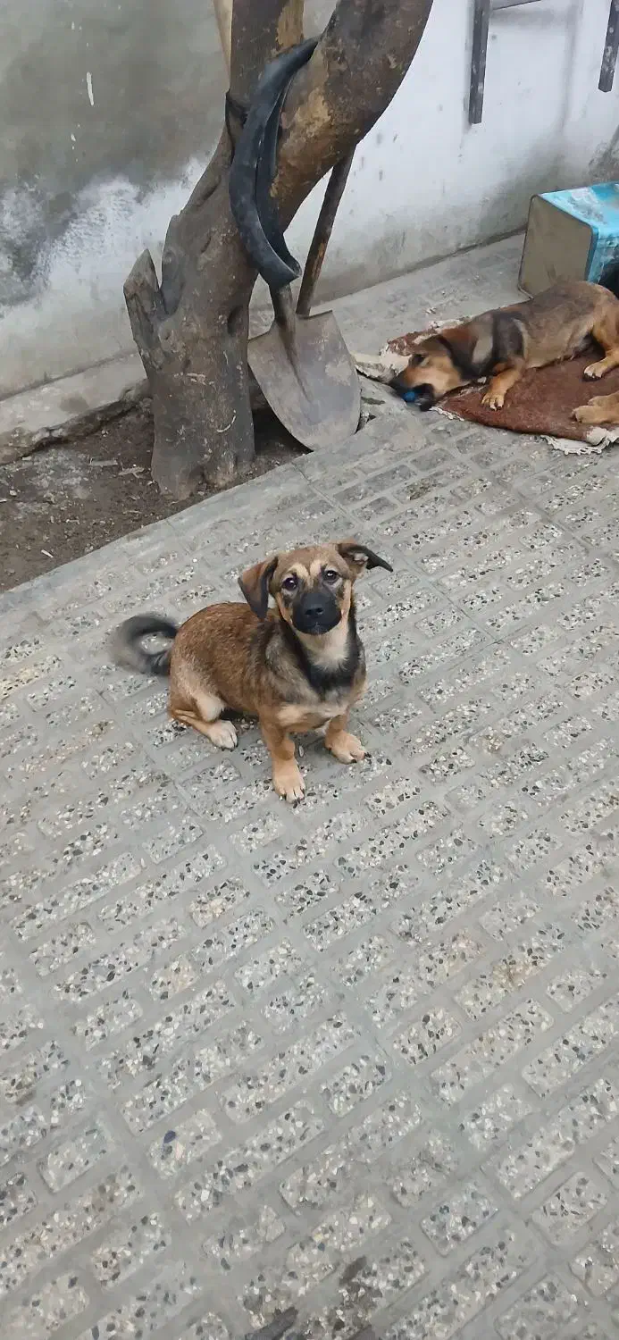 واگذاری اشپیتز|سگ|گرگان, |دیوار