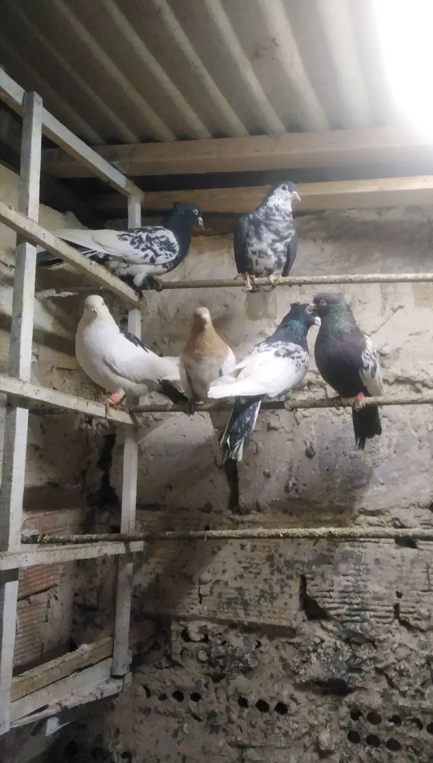 کفتر پرشی|پرنده|مشهد, سمزقند|دیوار