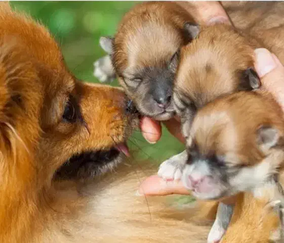 توله سگ|سگ|فردیس, شهرک شهید حسینی|دیوار