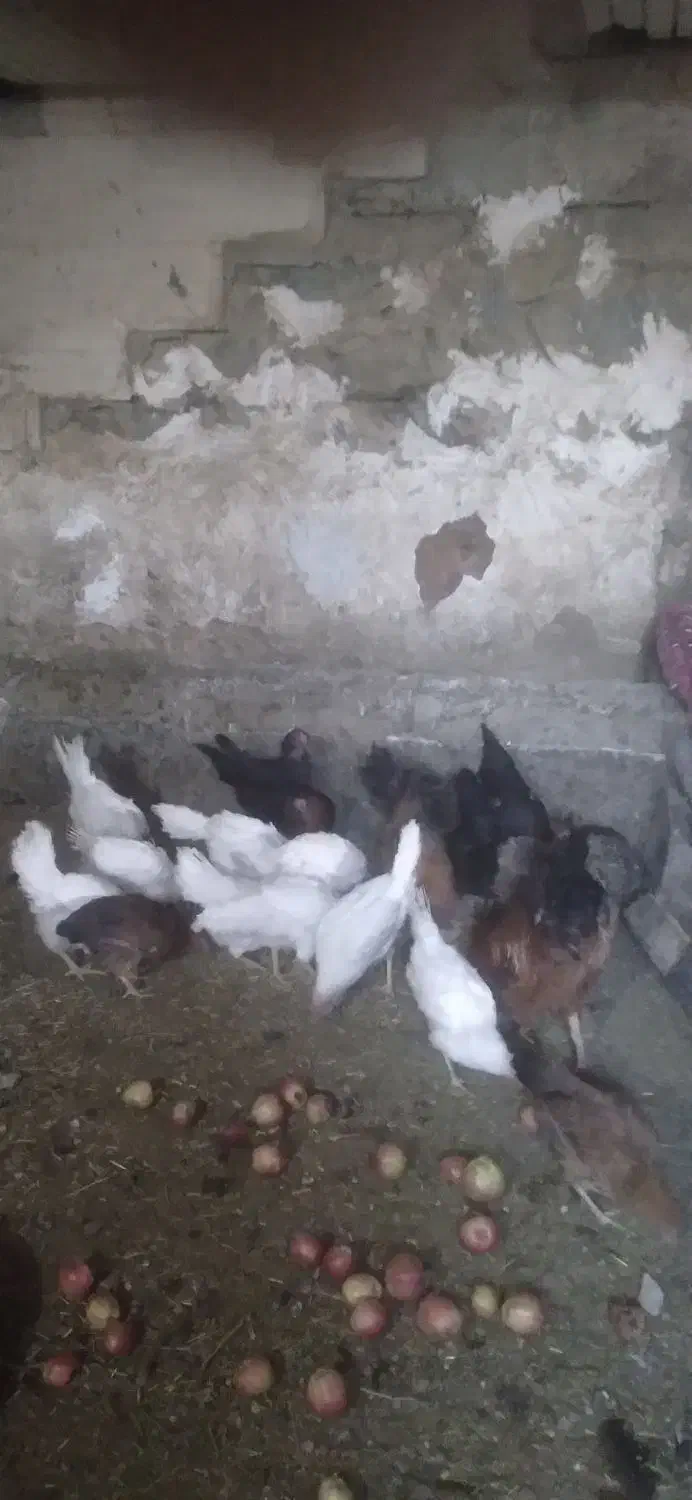 مرغ محلی و مرغ ماشینی|حیوانات مزرعه|چهاردولی, |دیوار