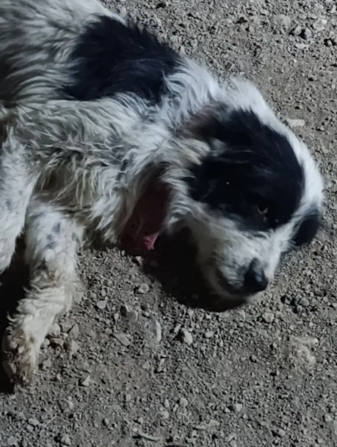 واگذاری سگ قدرجونی نر|سگ|اصفهان, قائمیه|دیوار