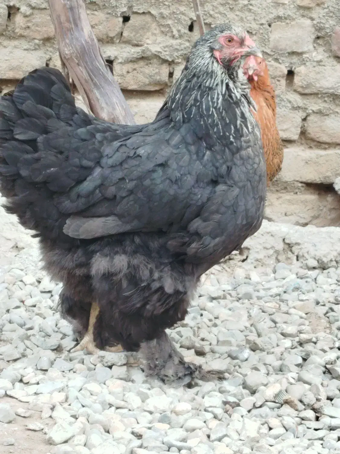 مرغ محلی تخم گذار|حیوانات مزرعه|شهریار, دهشاد بالا|دیوار