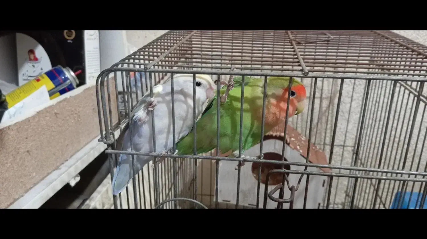 طوطی برزیلی|پرنده|ری, جوانمرد قصاب|دیوار