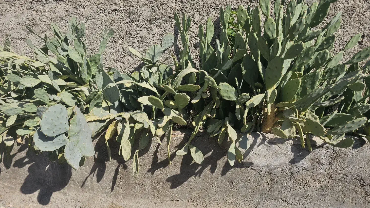 گل کاکتوس|گل و گیاه طبیعی|ری, شهید غیوری (ابن باویه)|دیوار