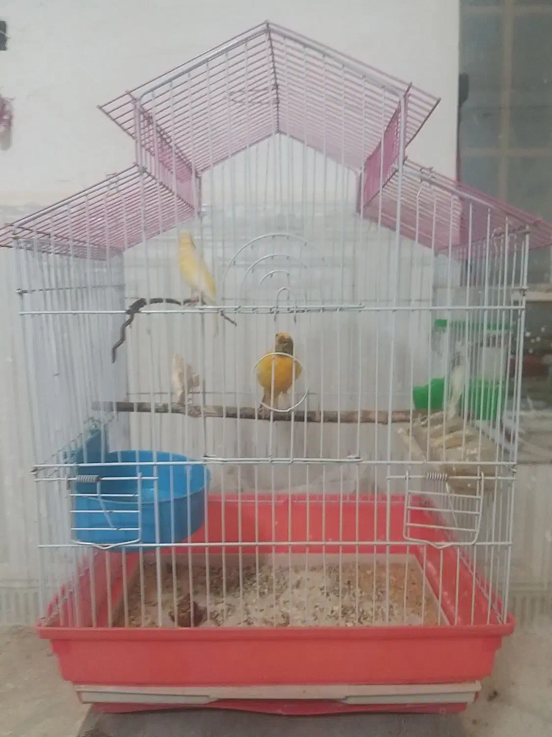 قناری|پرنده|شوشتر, |دیوار