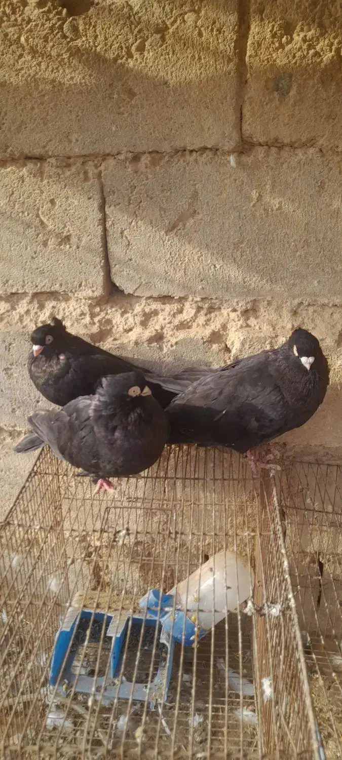 صرب|پرنده|لیلان, |دیوار