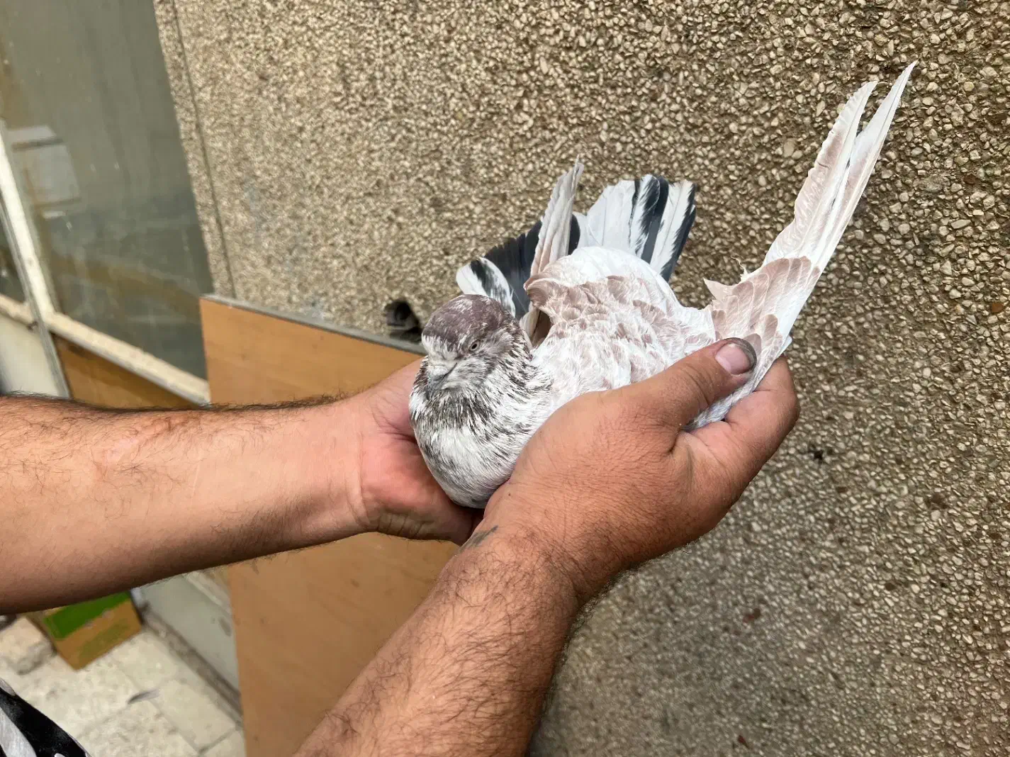 ۷تا کفتر درجه یک برای بلندی|پرنده|تهران, باغ خزانه|دیوار