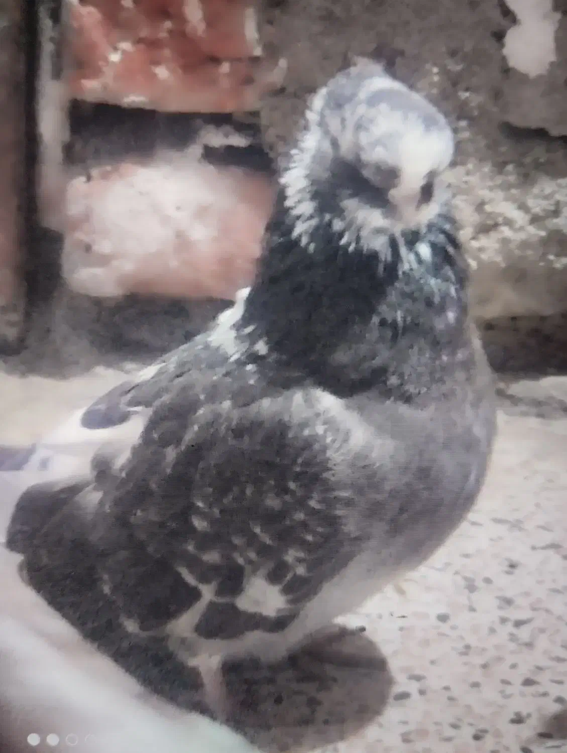 کبوتر نوک ریزوقنار|پرنده|گرمی, |دیوار