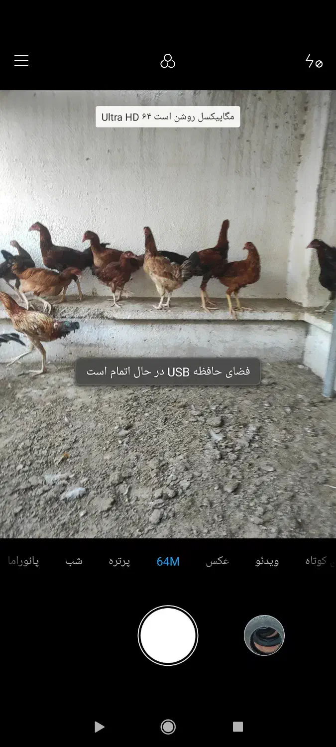 ۲۷ مرغ خروس نیمچه جوجه لاری|حیوانات مزرعه|بندرعباس, |دیوار