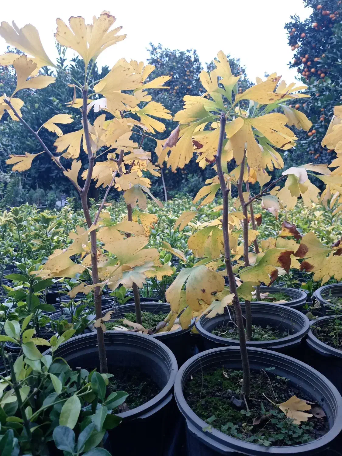 فروش ژینگو|عمدهفروشی|کلاچای, |دیوار