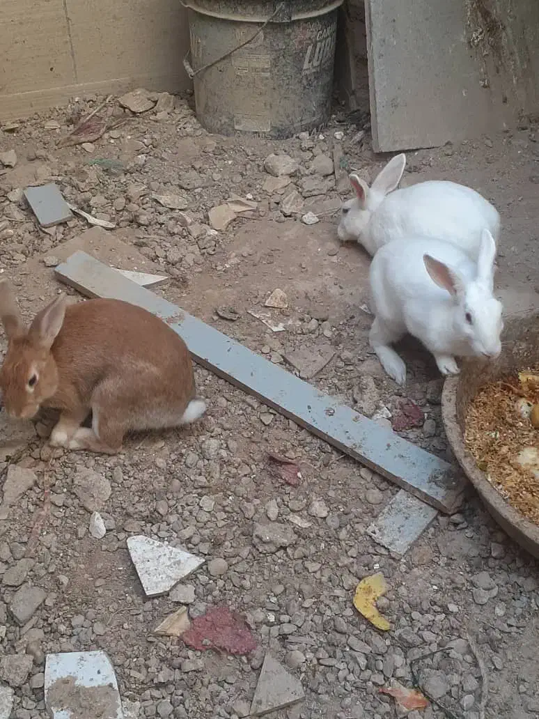 خرگوش|موش و خرگوش|بندر گناوه, |دیوار