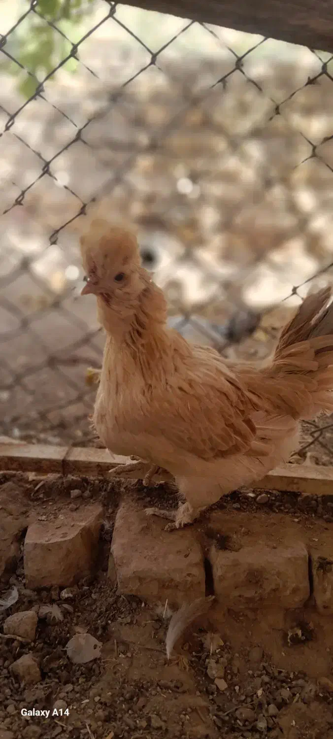 مرغ کوشین|حیوانات مزرعه|مهریز, |دیوار