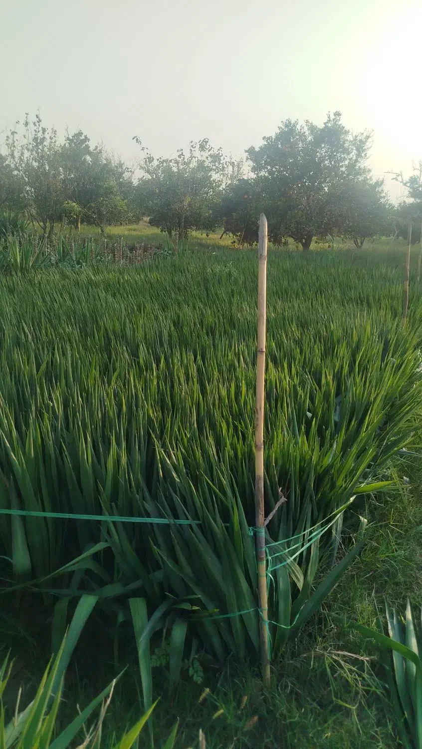 یوکا سر|گل و گیاه طبیعی|بابل, |دیوار