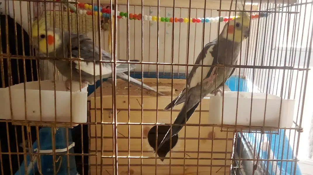 عروس هلندی|پرنده|مرند, |دیوار