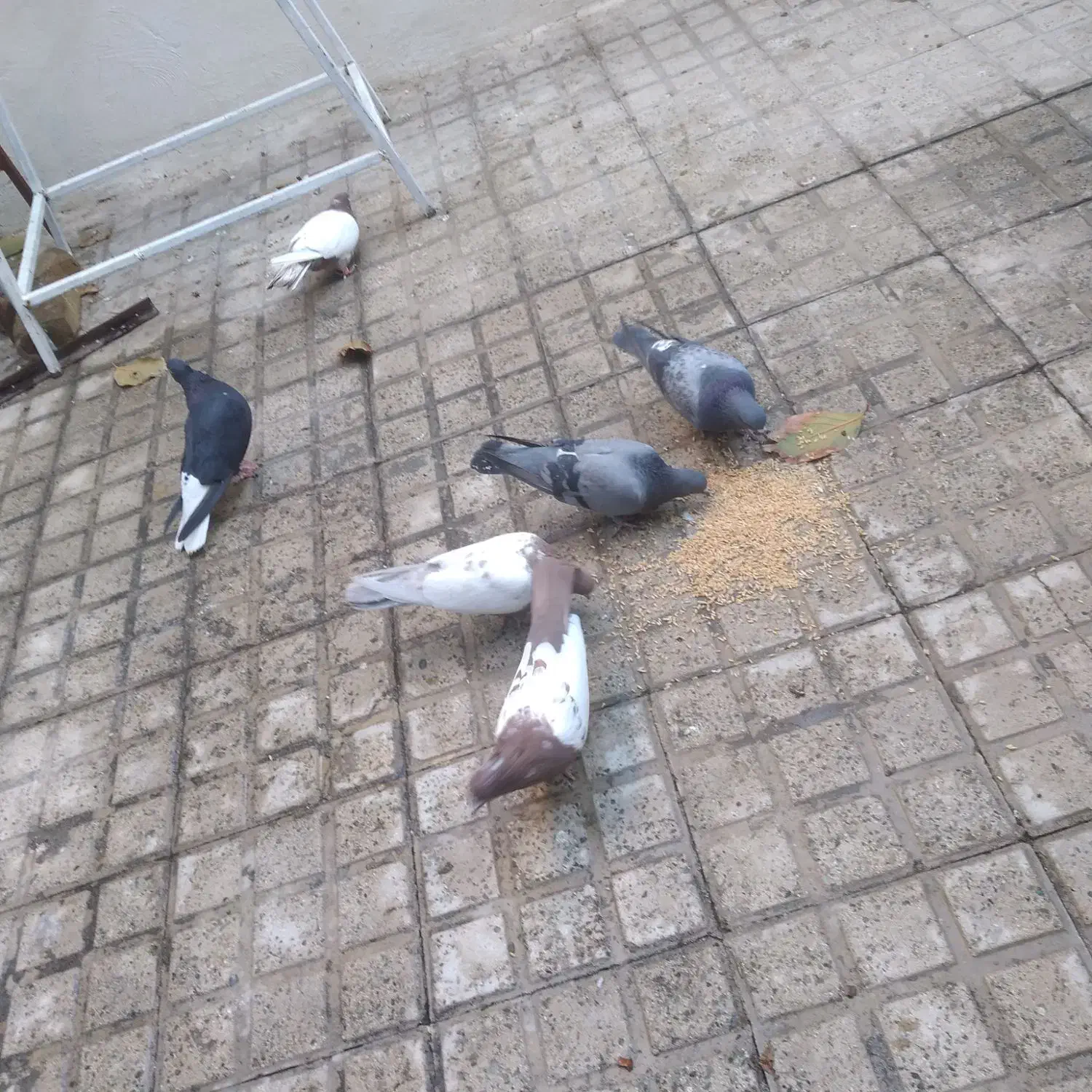 کبوتر رنگی|پرنده|فردیس, ثابتی|دیوار