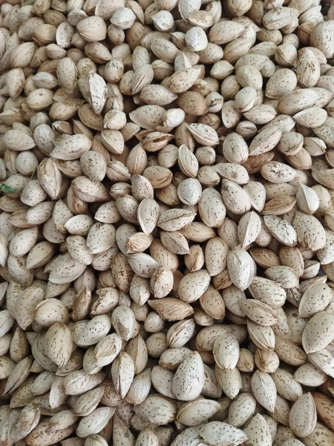 بادام محب ایرانی|خوردنی و آشامیدنی|اصفهان, شیخ اشراق|دیوار