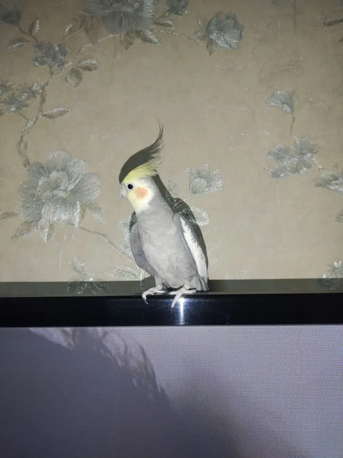 عروس هلندی نر اماده|پرنده|گلستان (تهران), |دیوار