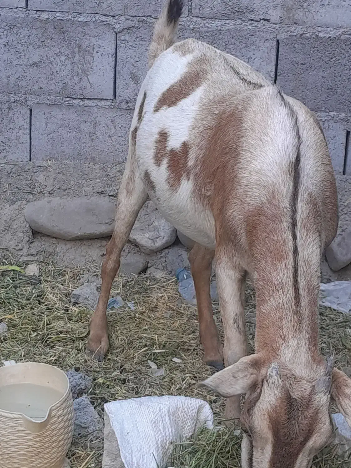 گوسفند کاملآ سام چاق وسرحال خانگی مخصوص داشت.|حیوانات مزرعه|میناب, |دیوار