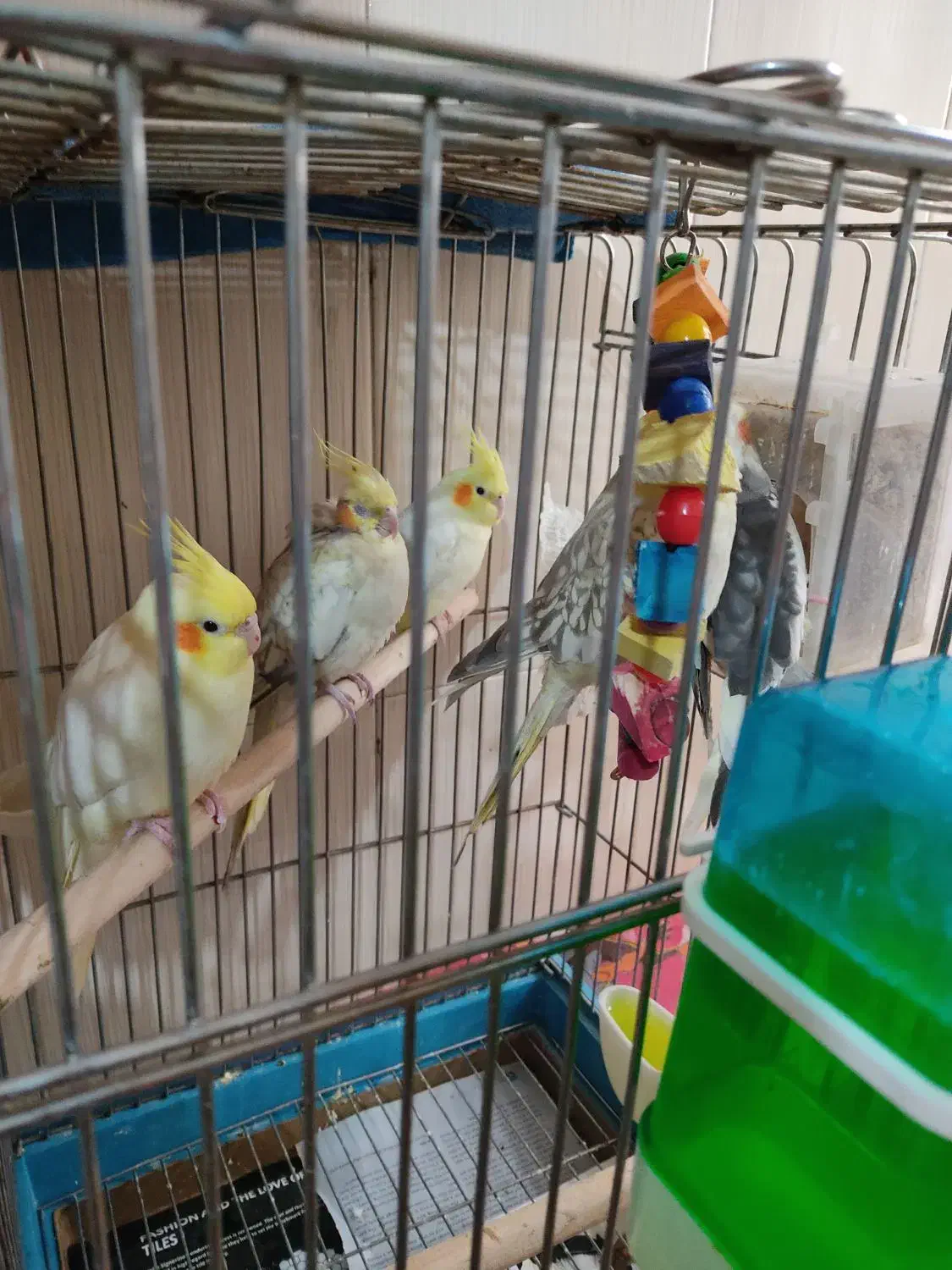 پرنده|پرنده|پردیس, فاز ۸|دیوار