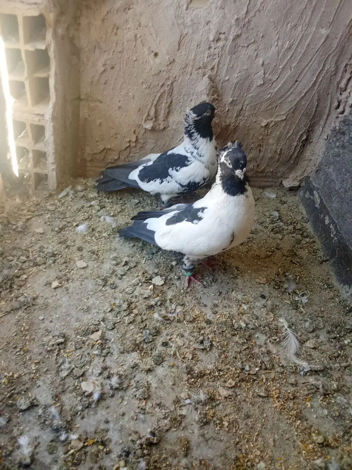 چند جفت کفتر هرکس خواست تا قیمت بدم|پرنده|مه ولات, |دیوار