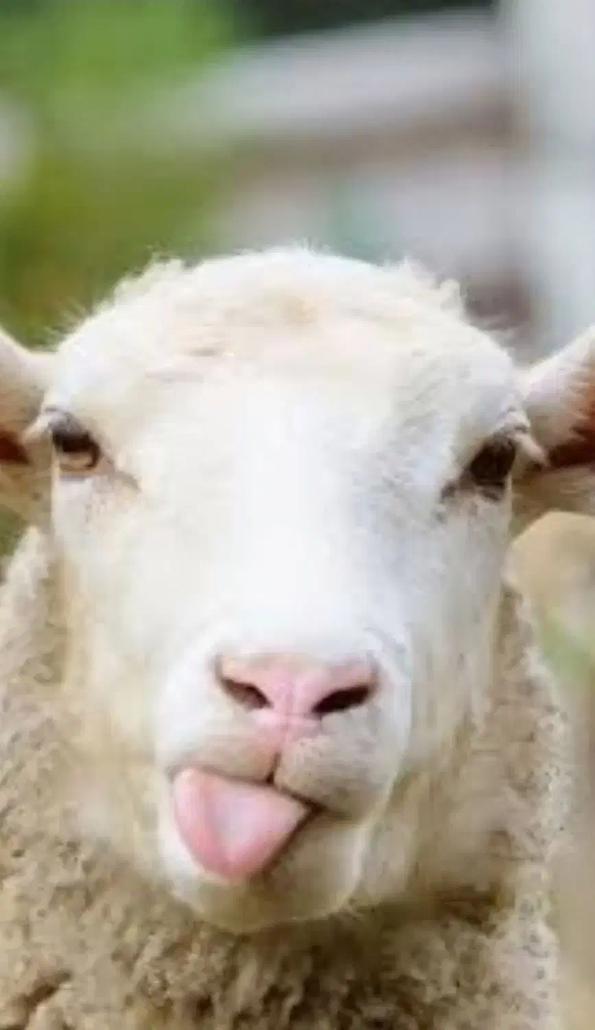 بره نر (توغلی)|حیوانات مزرعه|مشگین شهر, |دیوار