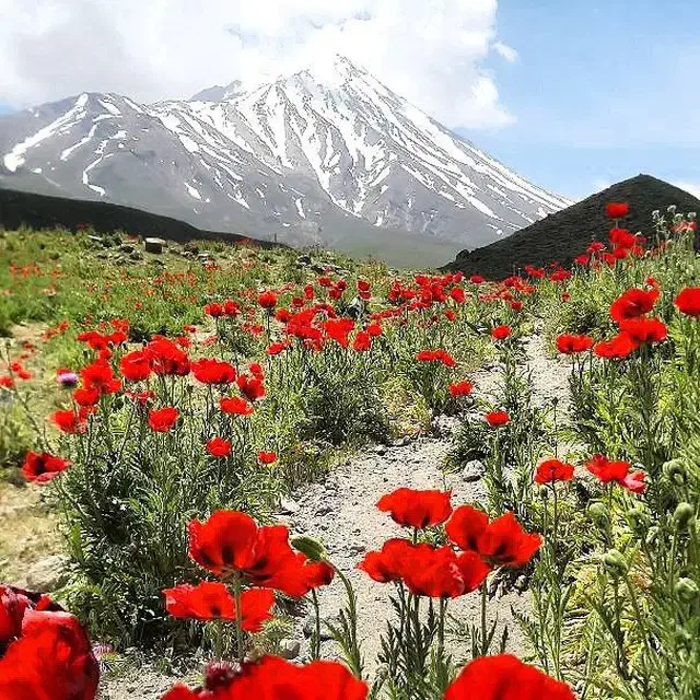 پیاده روی|گردهمایی و همایش|تهران, آجودانیه|دیوار