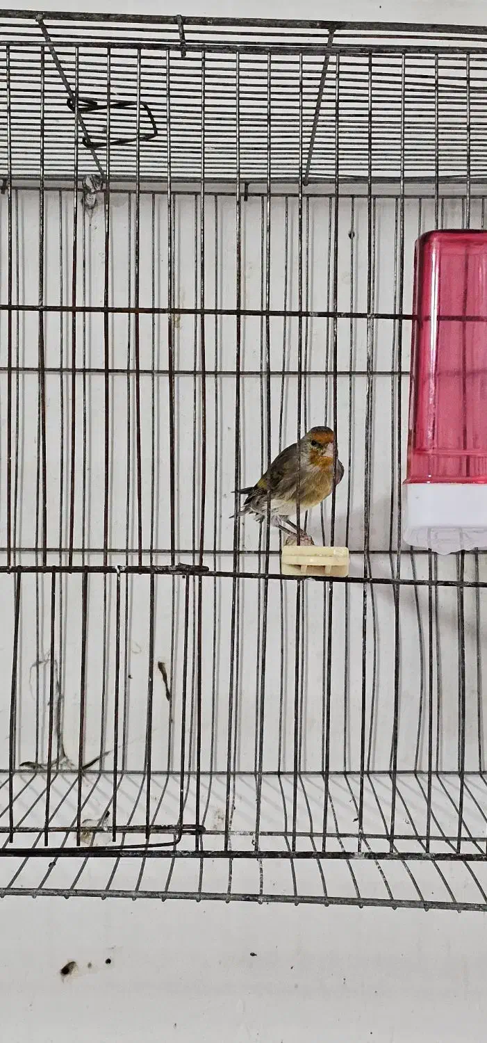 سهره قناری ۵ ماهه زیر دهن فتاح بوده|پرنده|بیجار, |دیوار