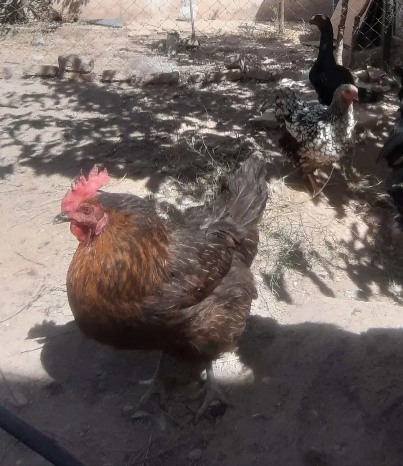 مرغ و خروس رسمی و لاری اصیل|حیوانات مزرعه|مشهد, توس (بلوار توس)|دیوار