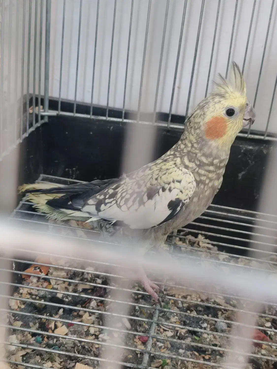 طوطی|پرنده|مسجد سلیمان, |دیوار