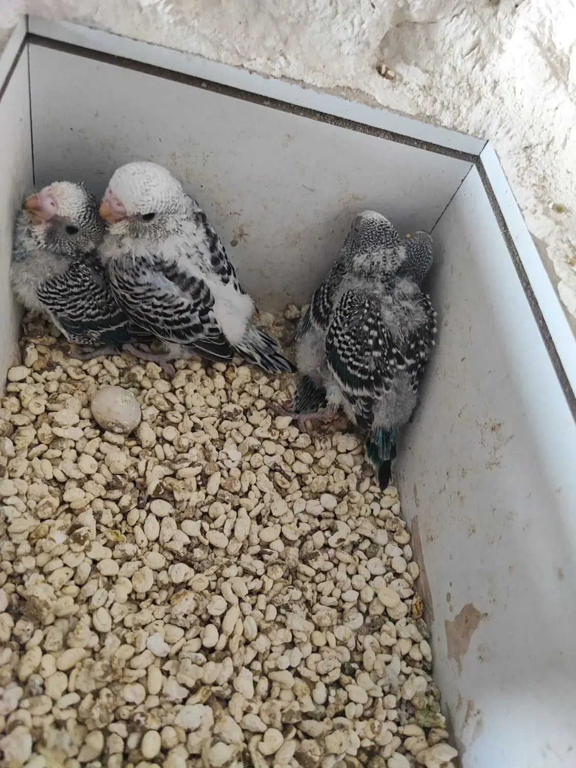 چند جفت مرغ عشق مولد و تخم گذار|پرنده|قره ضیاالدین, |دیوار