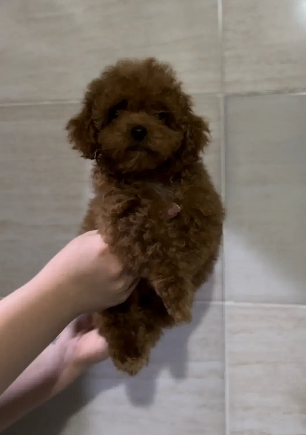 تاینی پودل دارک رد نر|سگ|مشهد, هنرستان|دیوار