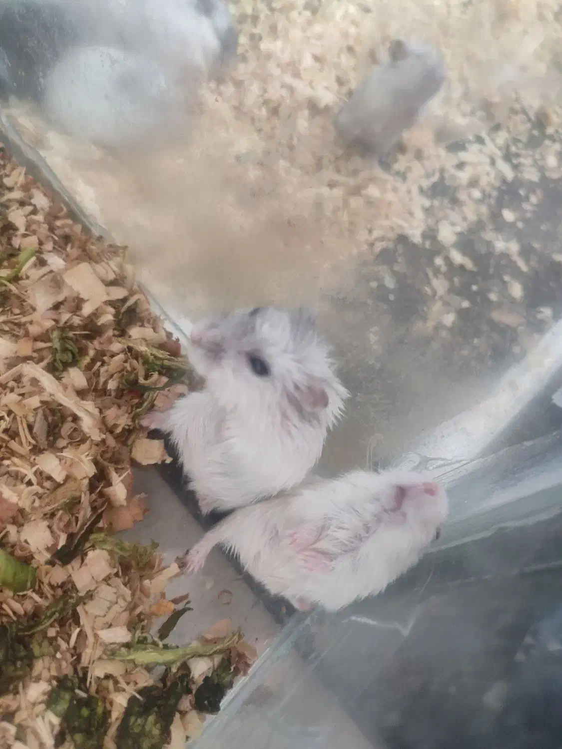 همستر کمپل جفت مولد|موش و خرگوش|سهند, |دیوار