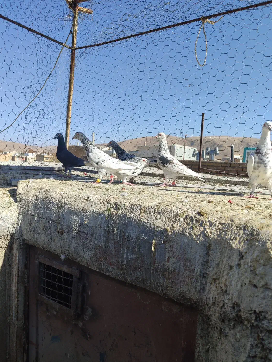 6تا نر سرور|پرنده|پاسارگاد, |دیوار