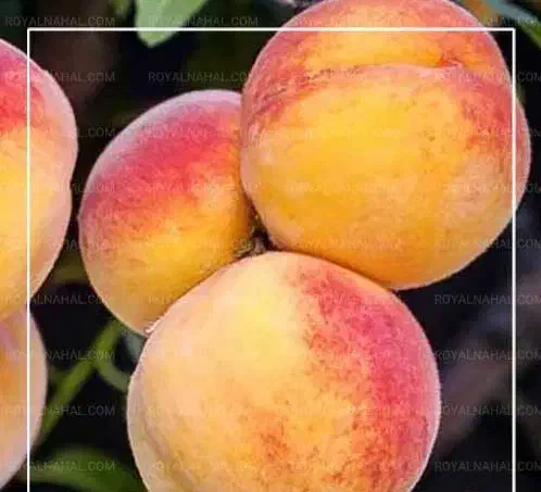 فروش نهال هلو آلبرتا دیررس|خدمات باغبانی و درختکاری|مهاباد (آذربایجان غربی), |دیوار