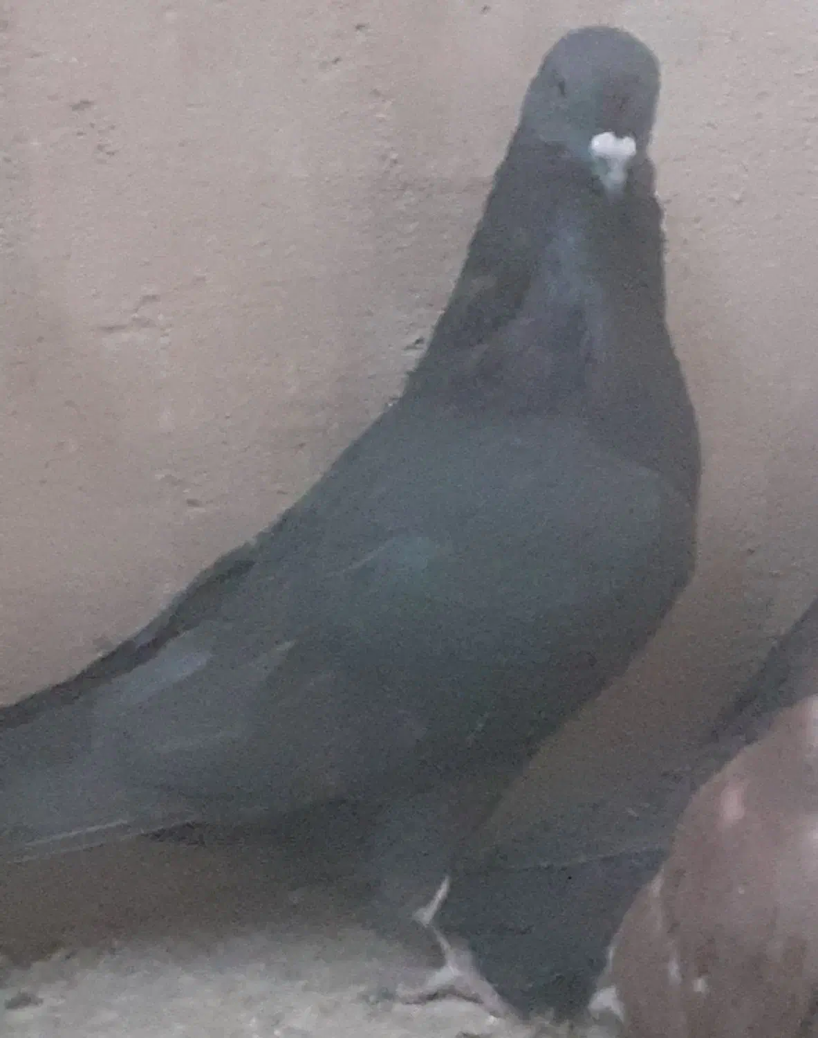 کفتر/کبوتر|پرنده|خمینی‌شهر, |دیوار