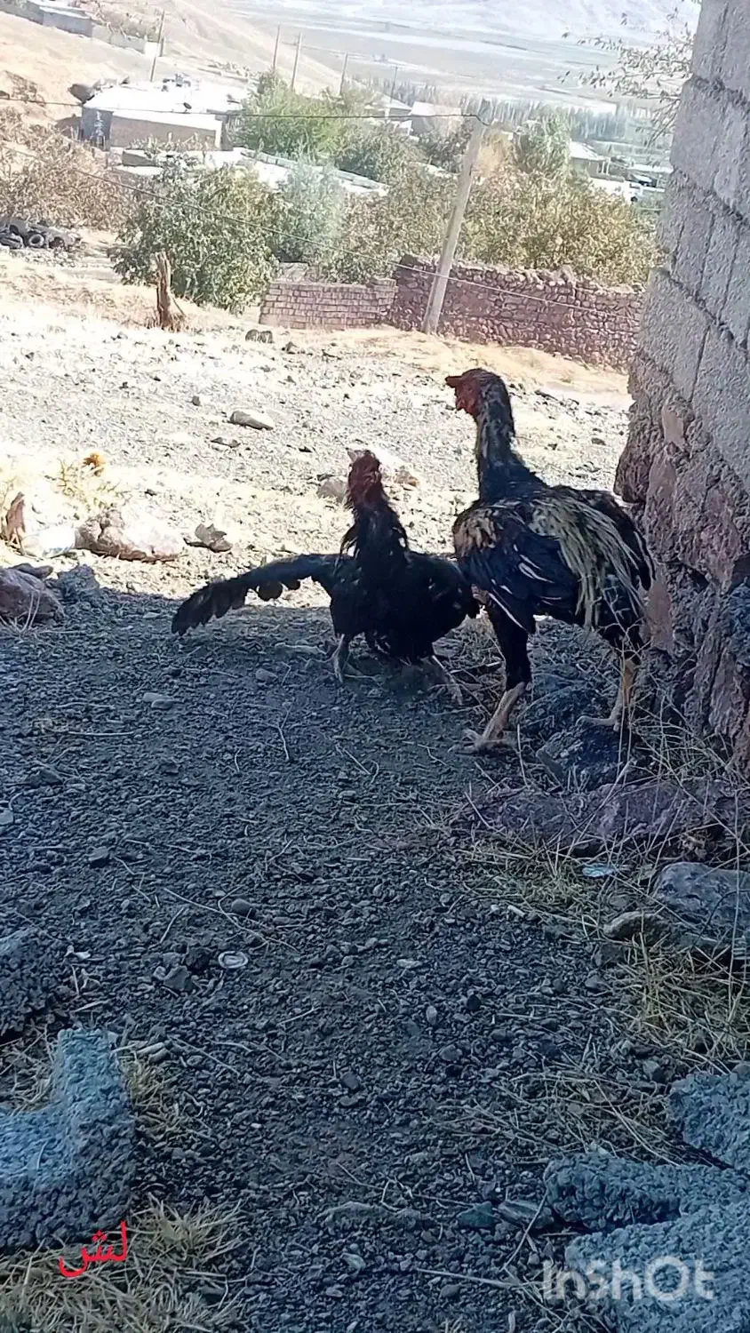 خروس|حیوانات مزرعه|خوی, |دیوار